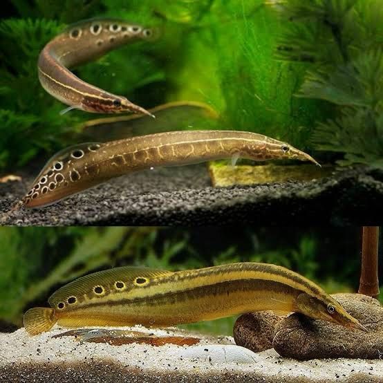 Lesser Spiny Eel (Macrognathus aculeatus)