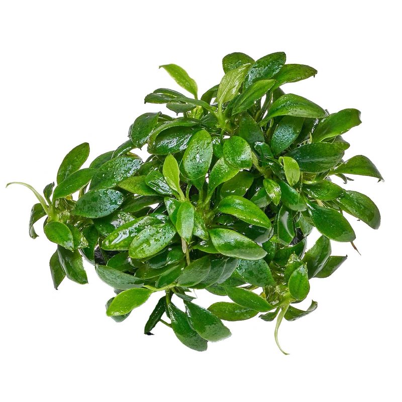 Anubias barteri var. nana ‘Pangolino’ (InVitro)