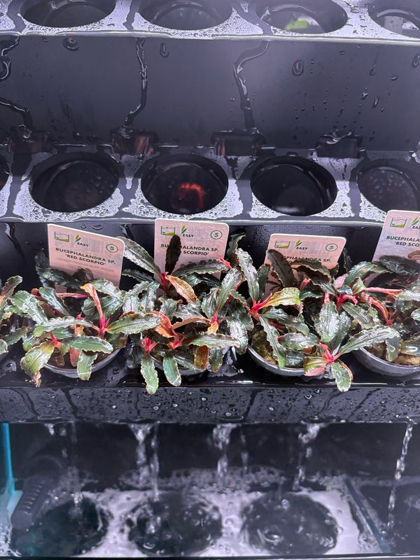 Bucephalandra sp. ‘Red Scorpio’