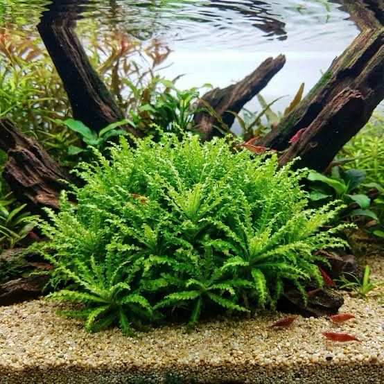 Pogostemon helferi