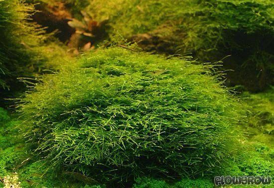 Taxiphyllum barbieri “Java Moss” (InVitro)