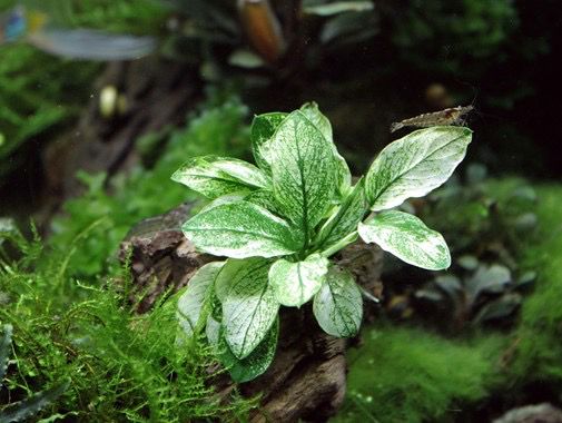 Anubias barteri var. nana ‘Pinto’