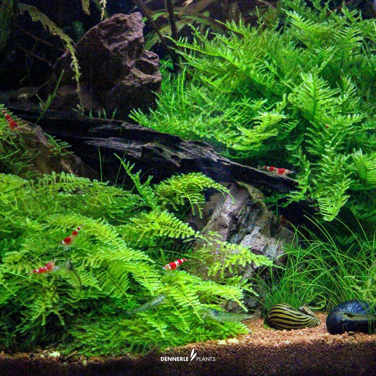 Vesicularia montagnei “Christmas Moss” (InVitro)