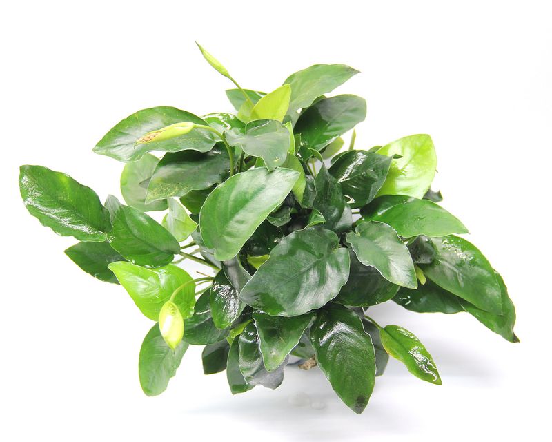 Anubias barteri var. nana ‘Bigfoot’