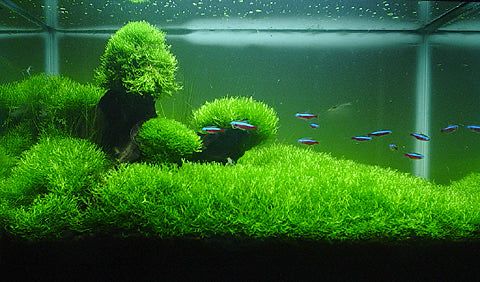 ADA – Riccia fluitans (TC Cup‑S)