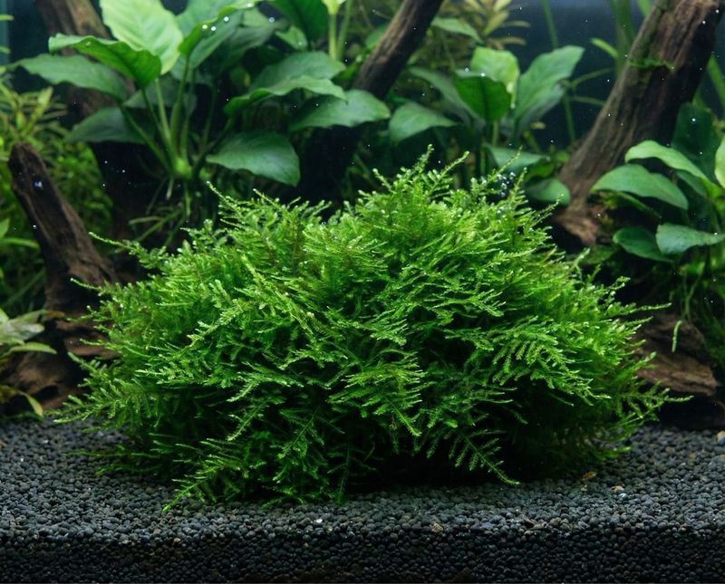 ADA – Taxiphyllum sp. ‘Spikey Moss’ Wabi‑Kusa Mat