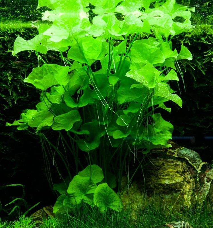 ADA – Nymphoides hydrophylla 'Taiwan' (TC Cup‑S)