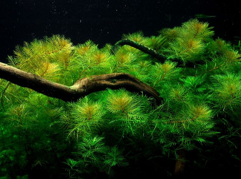 ADA – Myriophyllum mattogrossense (TC cup‑S)