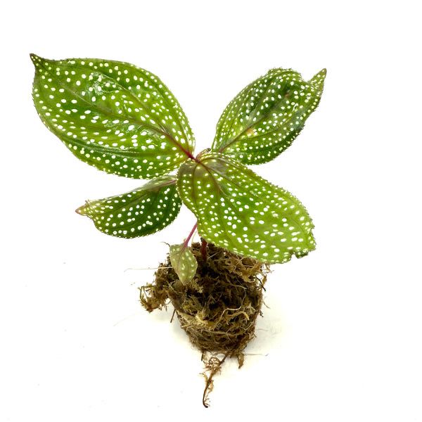 ADA – Sonerila calophylla 'Phang Nga' (TC cup-M)