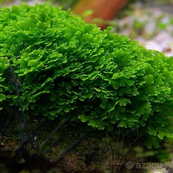 ADA – Riccardia chamedryfolia (TC cup‑S)