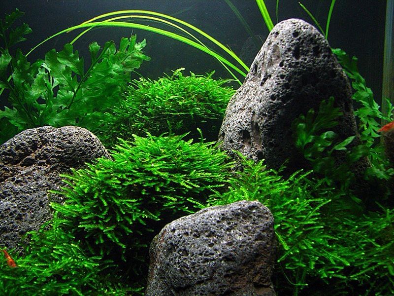ADA – Taxiphyllum sp. ‘Peacock Moss’ Wabi‑Kusa Mat