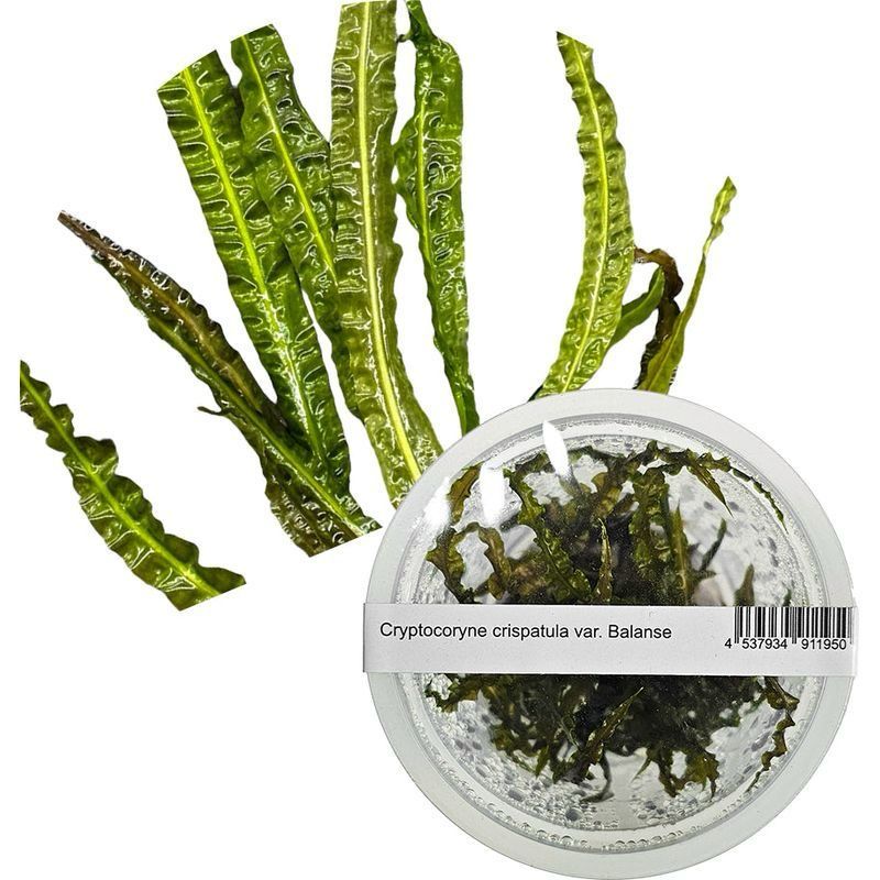 ADA – Cryptocoryne balansae (TC cup‑M)