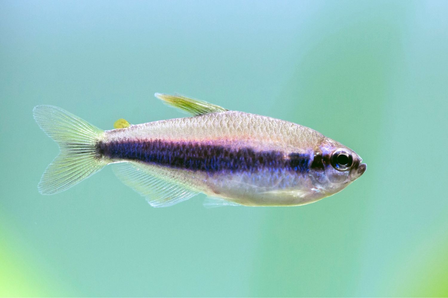 Kerri Tetra
