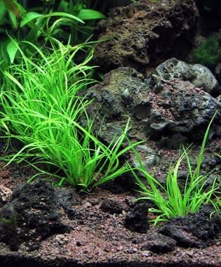 UNS – Juncus repens (TC)