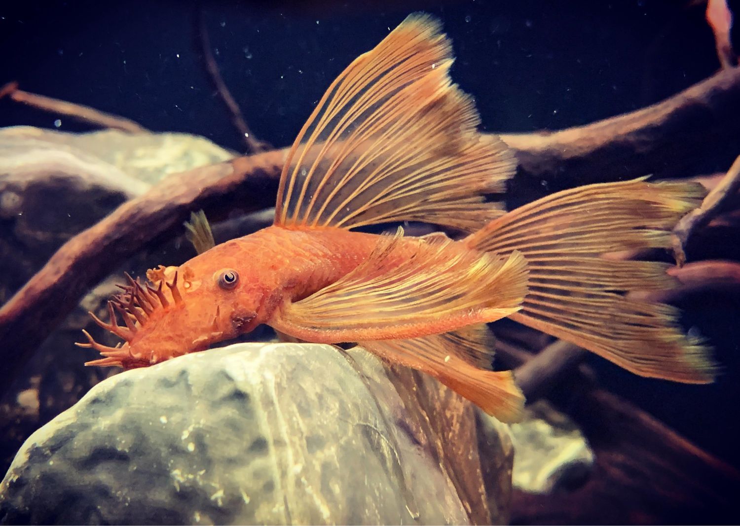 Longfin Super Red Bristlenose pleco (4-5cm)