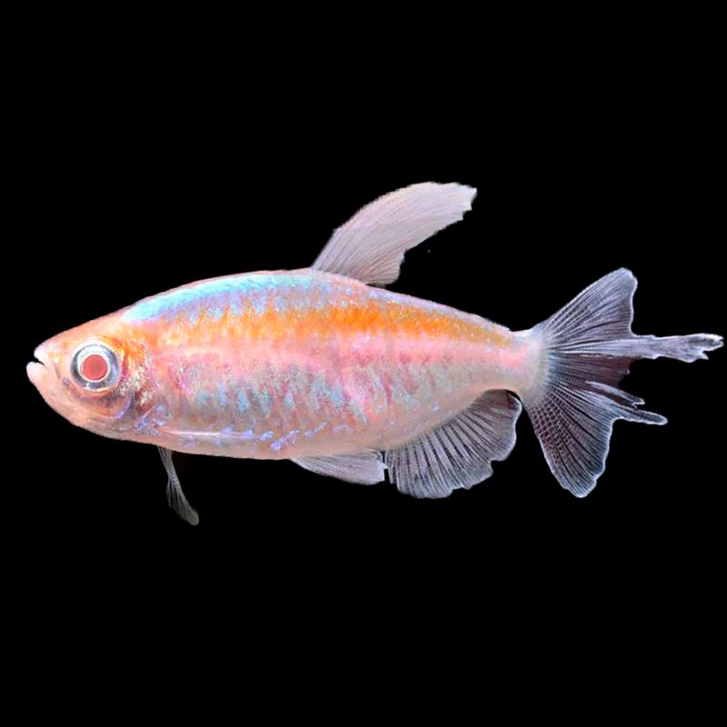Albino Congo Tetra