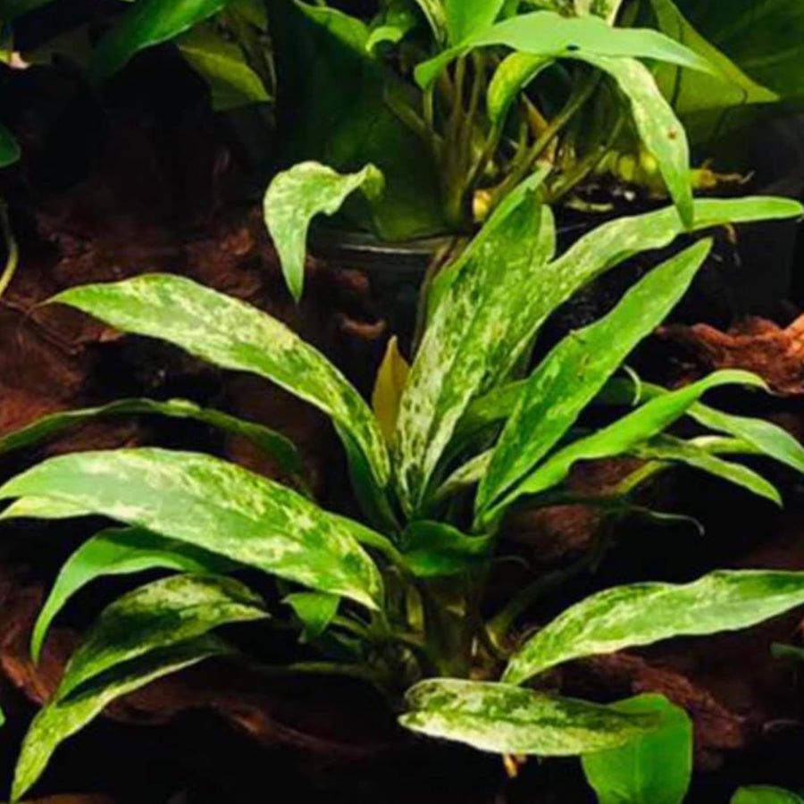 UNS - Anubias Barteri Var. Congensis (Marble)