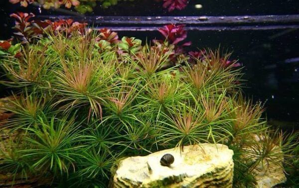 Pogostemon stellatus 'Octopus'