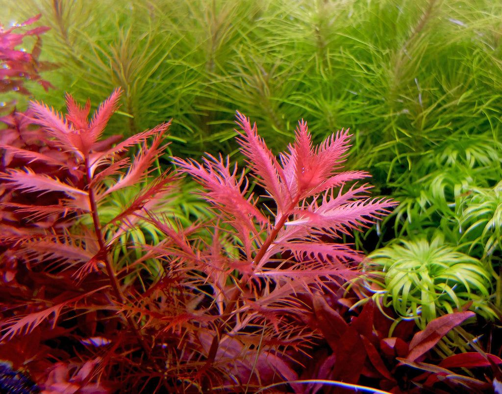 Proserpinaca palustris "Mermaid weed"
