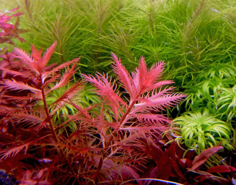 Proserpinaca palustris "Mermaid weed"