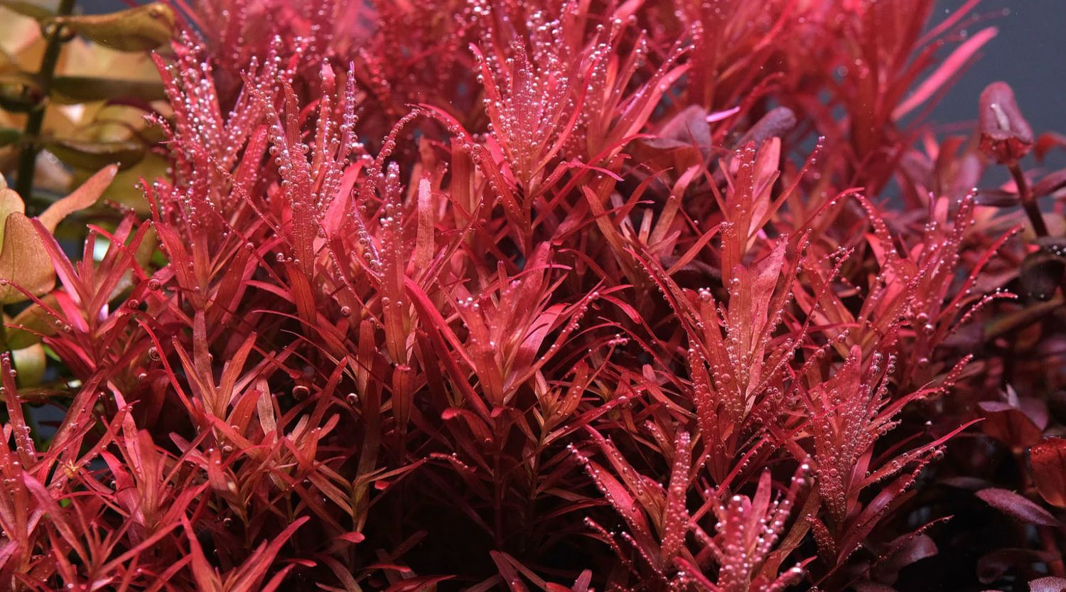 Rotala rotundifolia 'Blood red'