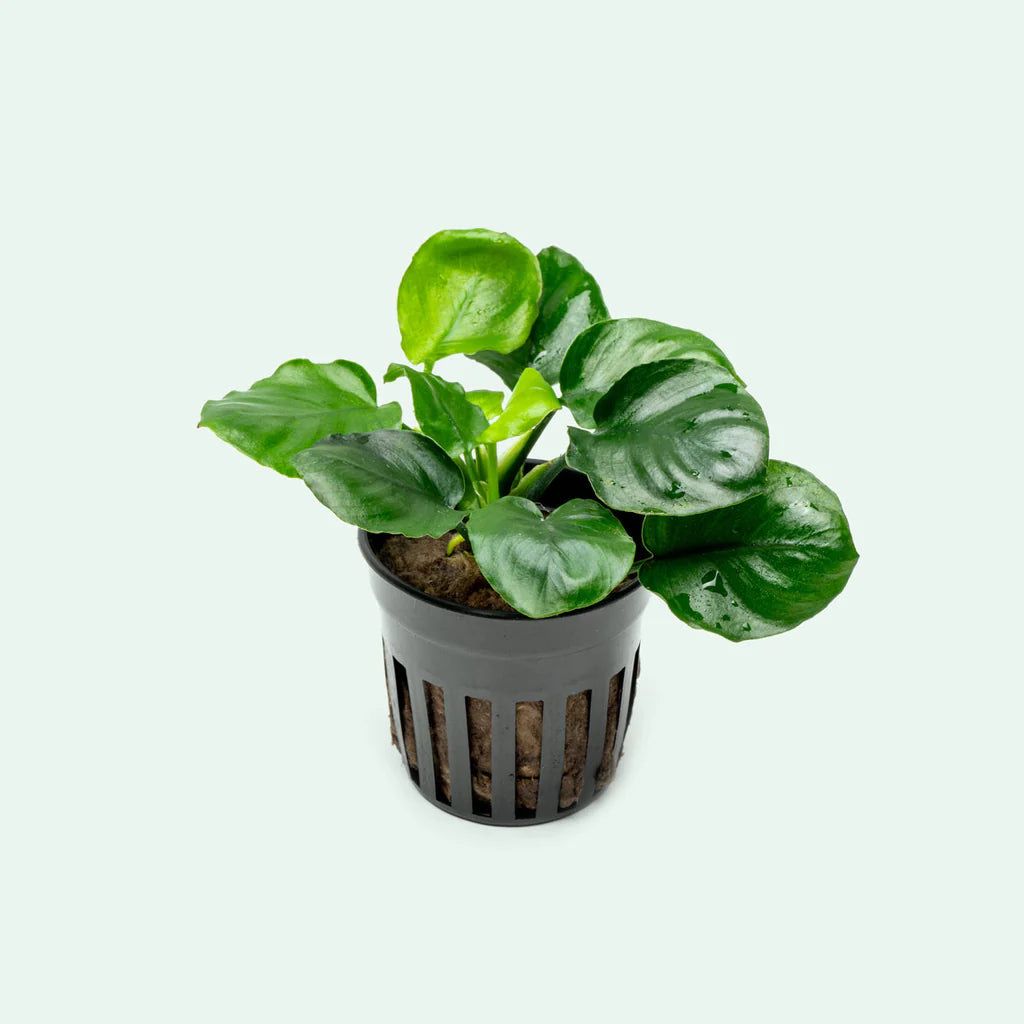 UNS - Anubias barteri var. round leaf