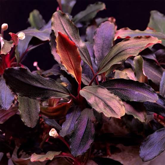 UNS - Bucephalandra brownie ‘Ghost’ (TC)