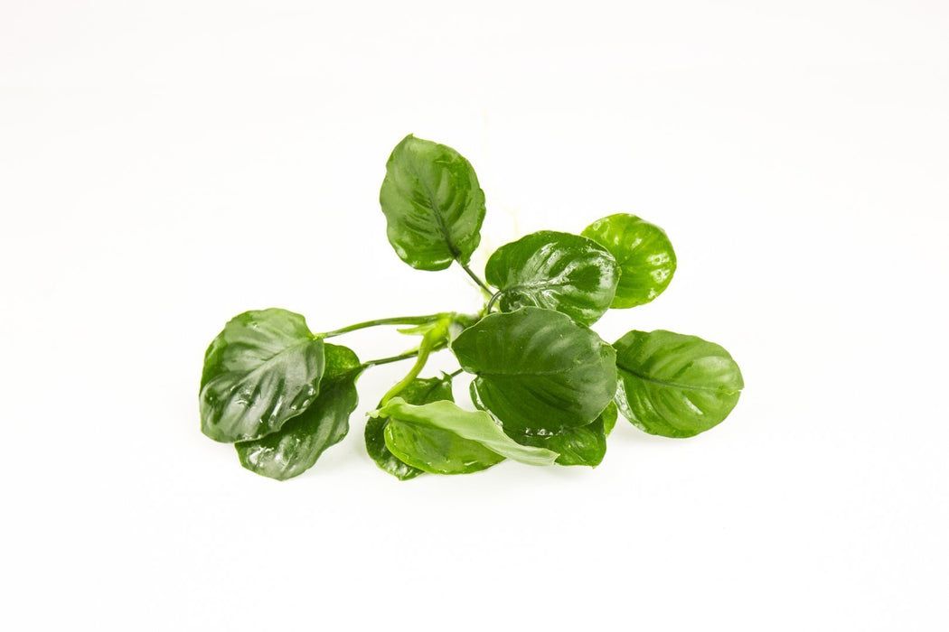 UNS - Anubias "Golden Coin" (TC)