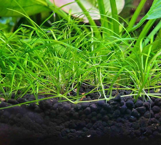 UNS - Helanthium tenellus (TC)