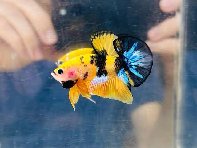 Halfmoon Plakat Koi Betta Male (Candy / Nemo)