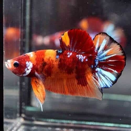 Halfmoon Plakat Koi Betta Male