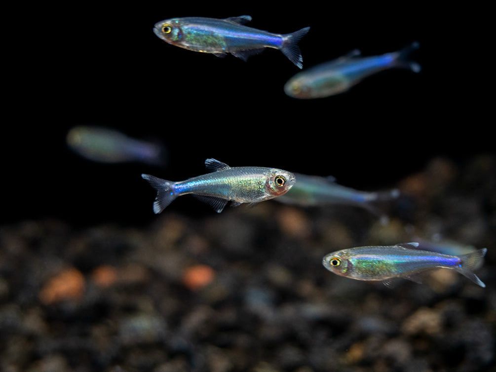 Blue King Tetra