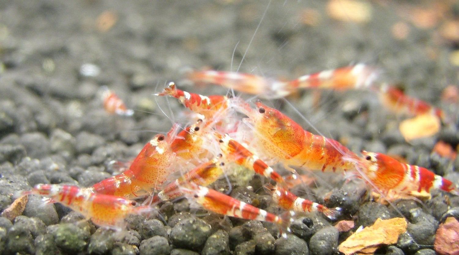 Crystal Red Shrimp (Caridina)