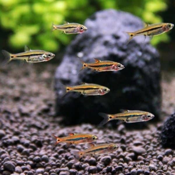 Least Rasbora