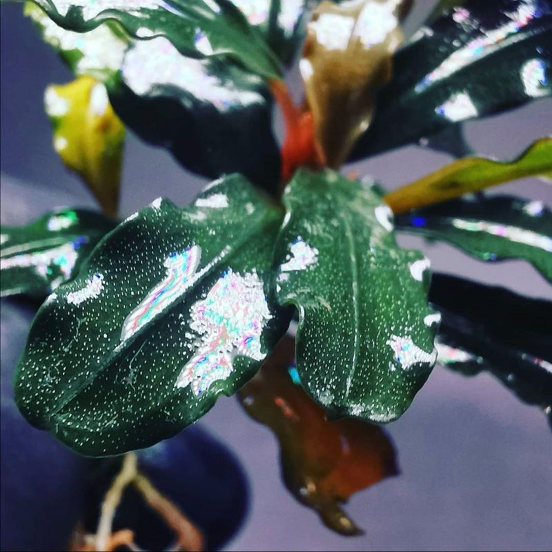 Bucephalandra "Purple Rain"