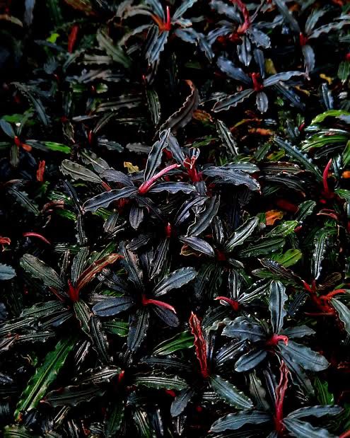 Bucephalandra "Red Blade"