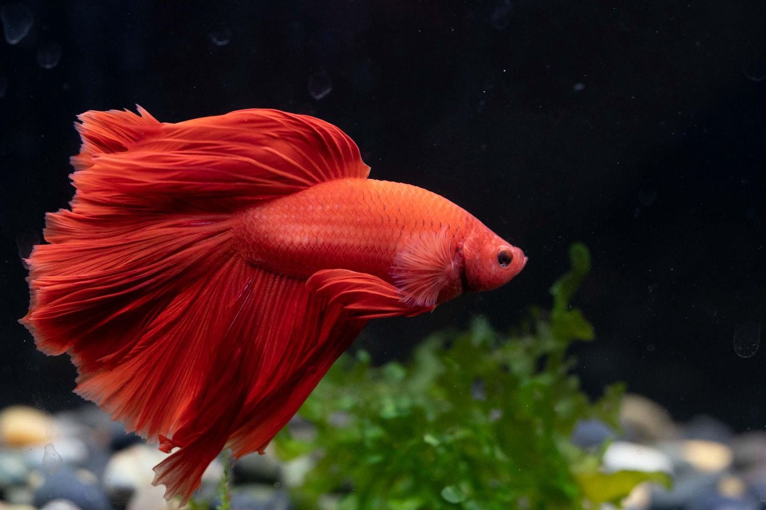 Red Halfmoon Betta Male
