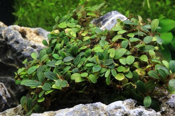 Bucephalandra "Mini Coin"