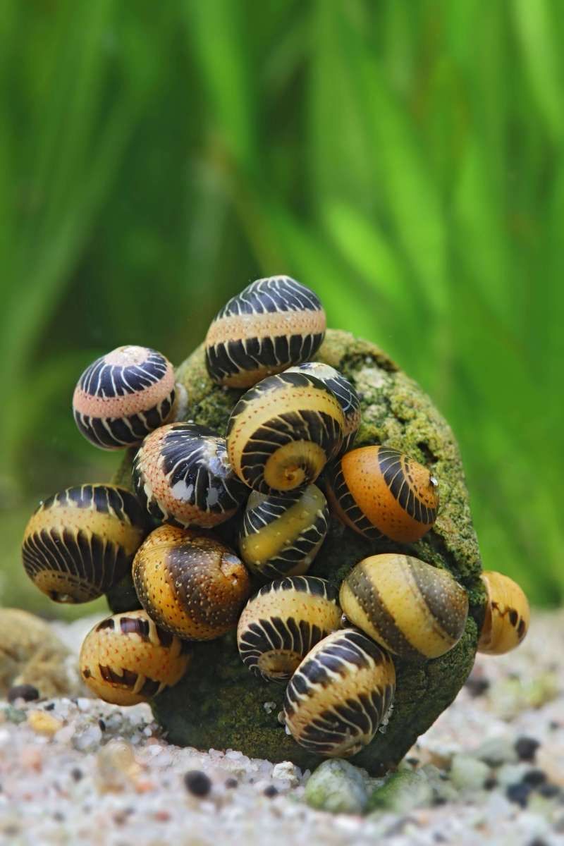 Striped Pumpkin Nerite Snail