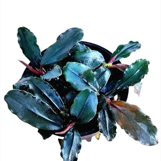 Bucephalandra brownie 'Ghost Ulu Kapus'