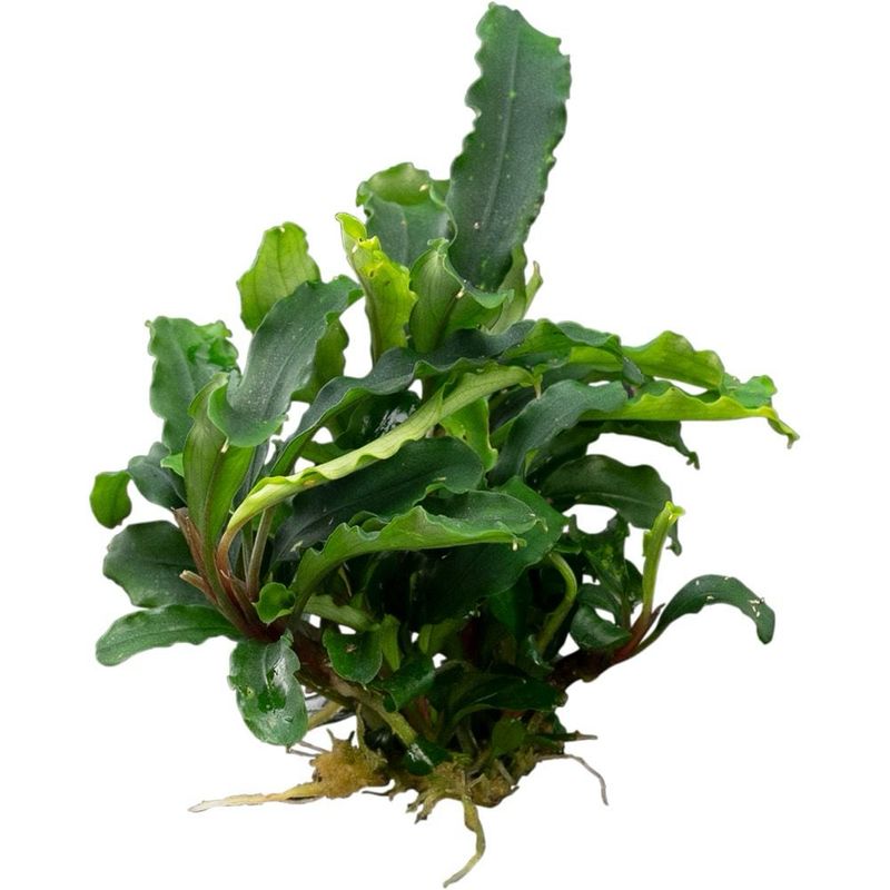 Bucephalandra sp. 'Green Velvet'