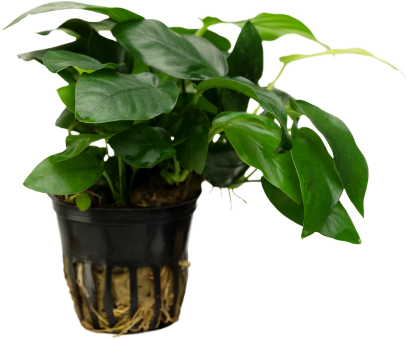 Anubias barteri var. nana MP XL