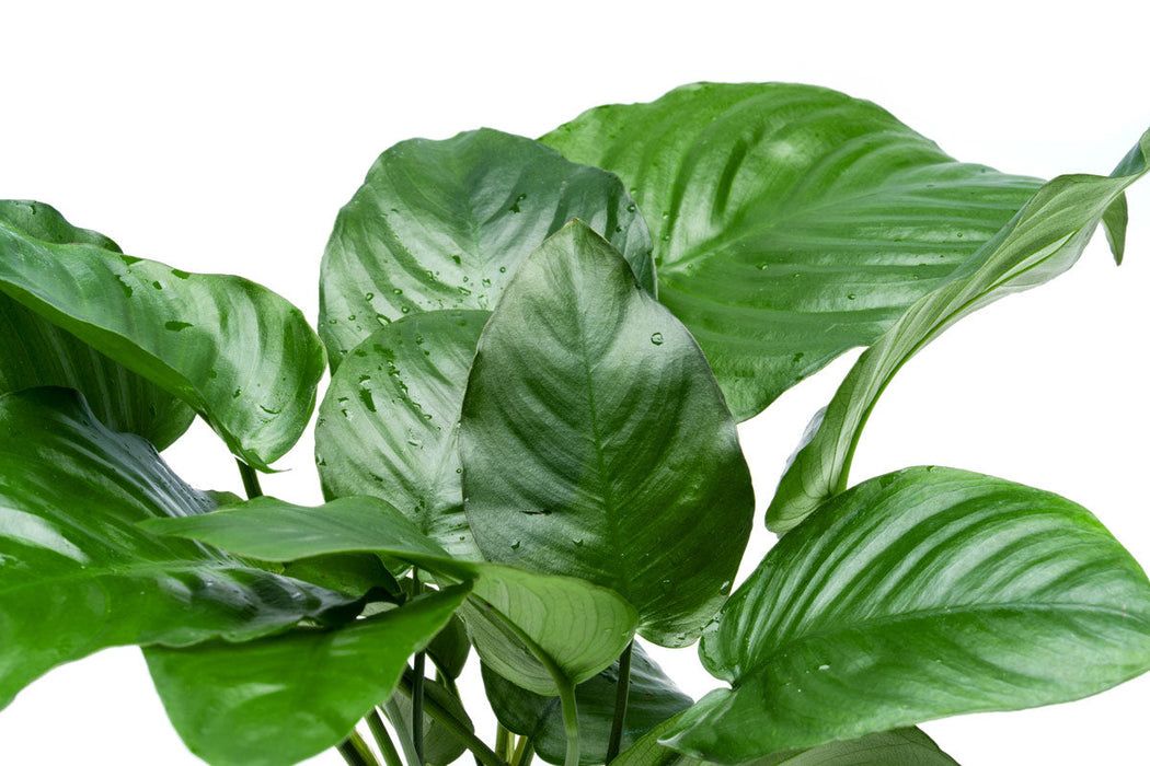 Anubias barteri var. barteri 'broad leaf'