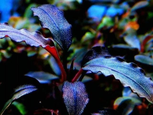 Bucephalandra 'Brownie Blue'