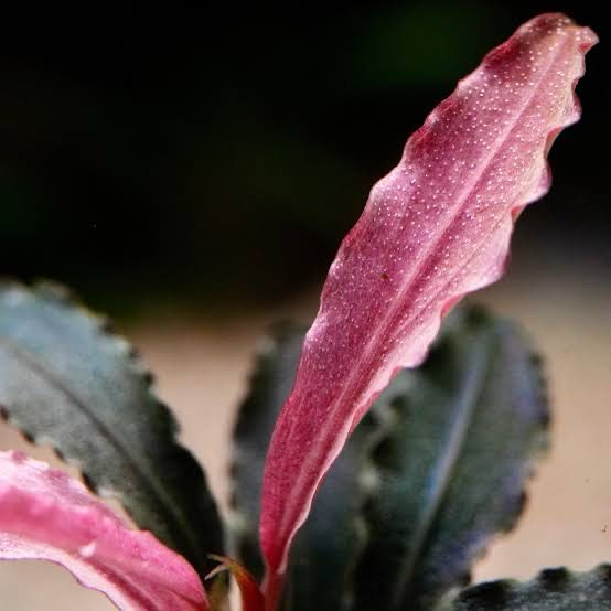 Bucephalandra 'kedakang'