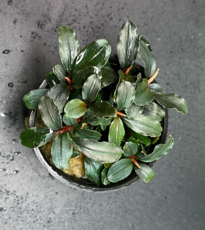 RTG Bucephalandra brownie 'Ghost Ulu Kapus'