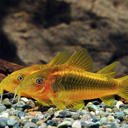 Gold Orange Laser Corydoras