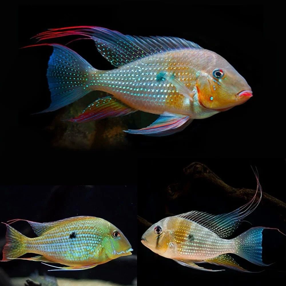 Red Acarichthys heckelii (Threadfin Acara)