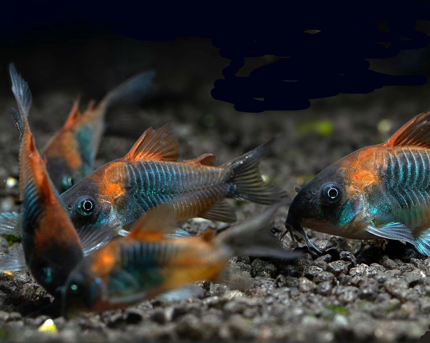 Orange Venezuelan Corydoras