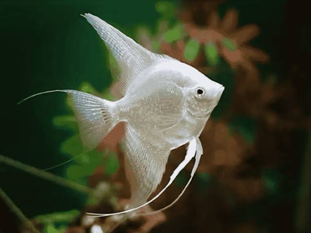 Assorted Angelfish (Large)